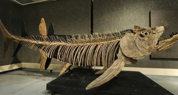 В Аргентине обнаружена 6-метровая рыба возрастом 70 миллионов лет
