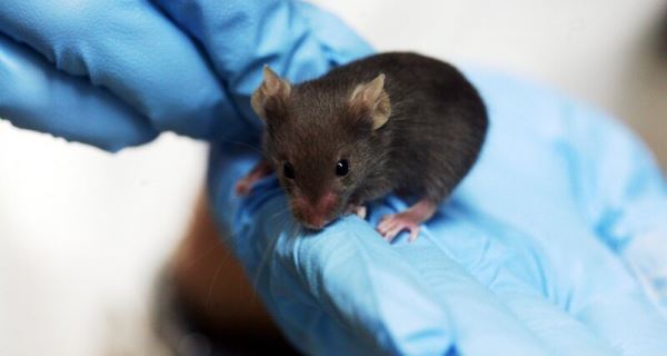 Материнский инстинкт отучил крыс от наркотиков